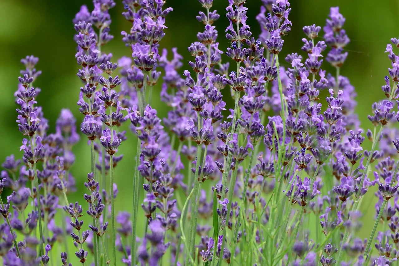 Eugenol Oil vs Clove Fragrance Oil: What Candle Makers Should Know