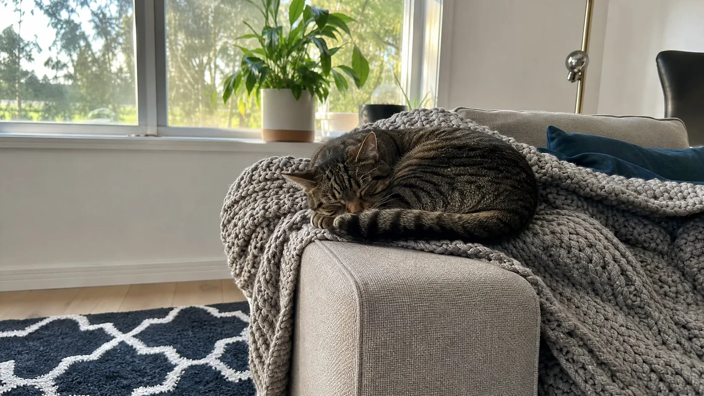 Eugenol Around Pets: What Makers Should Warn About